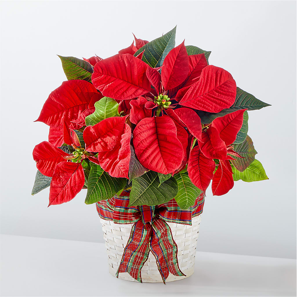Happiest Holidays Poinsettia – Best Choice Floral And Landscape, Hortonville WI