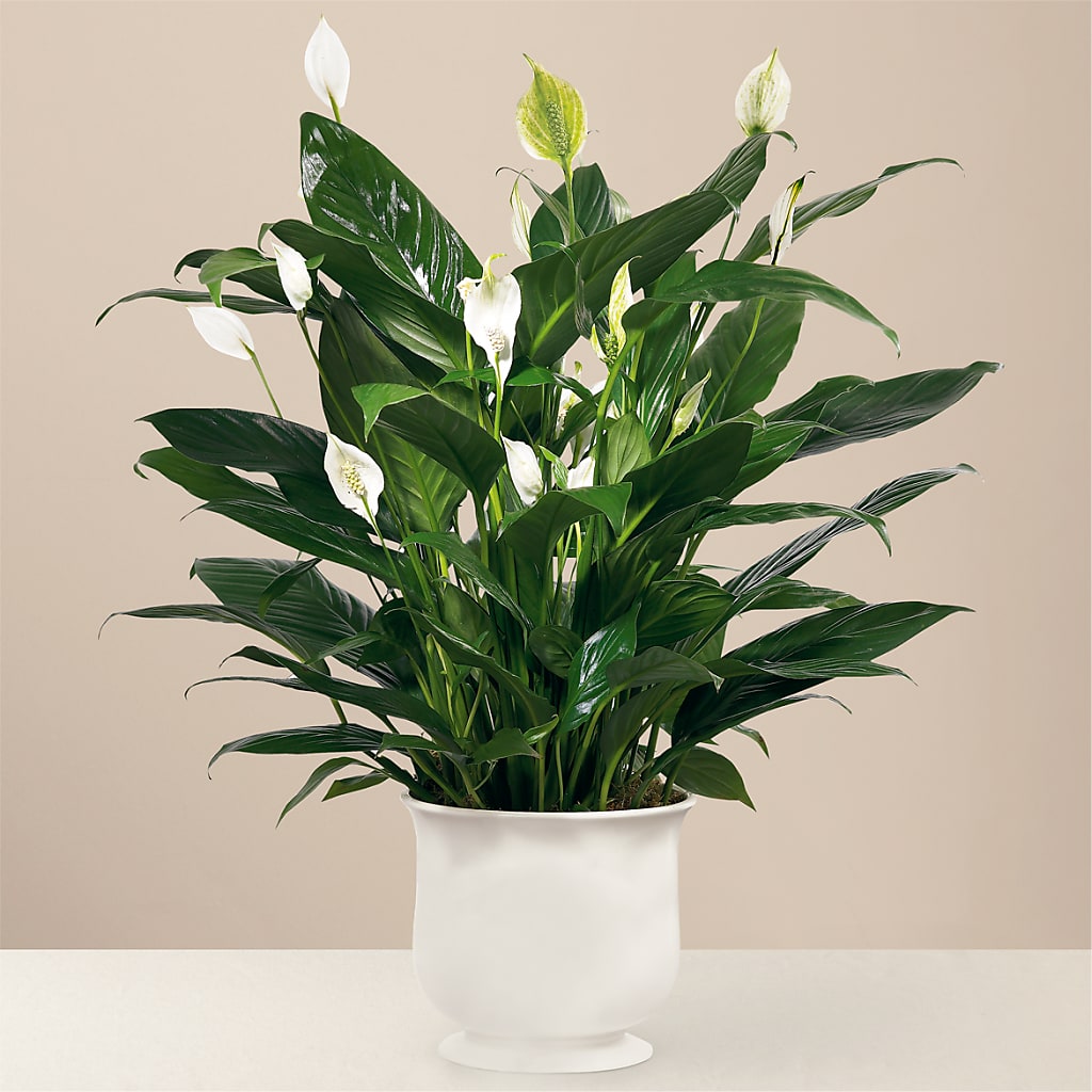 Comfort Planter – Best Choice Floral And Landscape, Hortonville WI