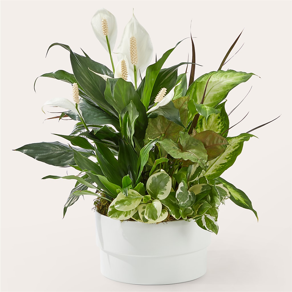 Radiating Positivity Dishgarden – Best Choice Floral And Landscape, Hortonville WI