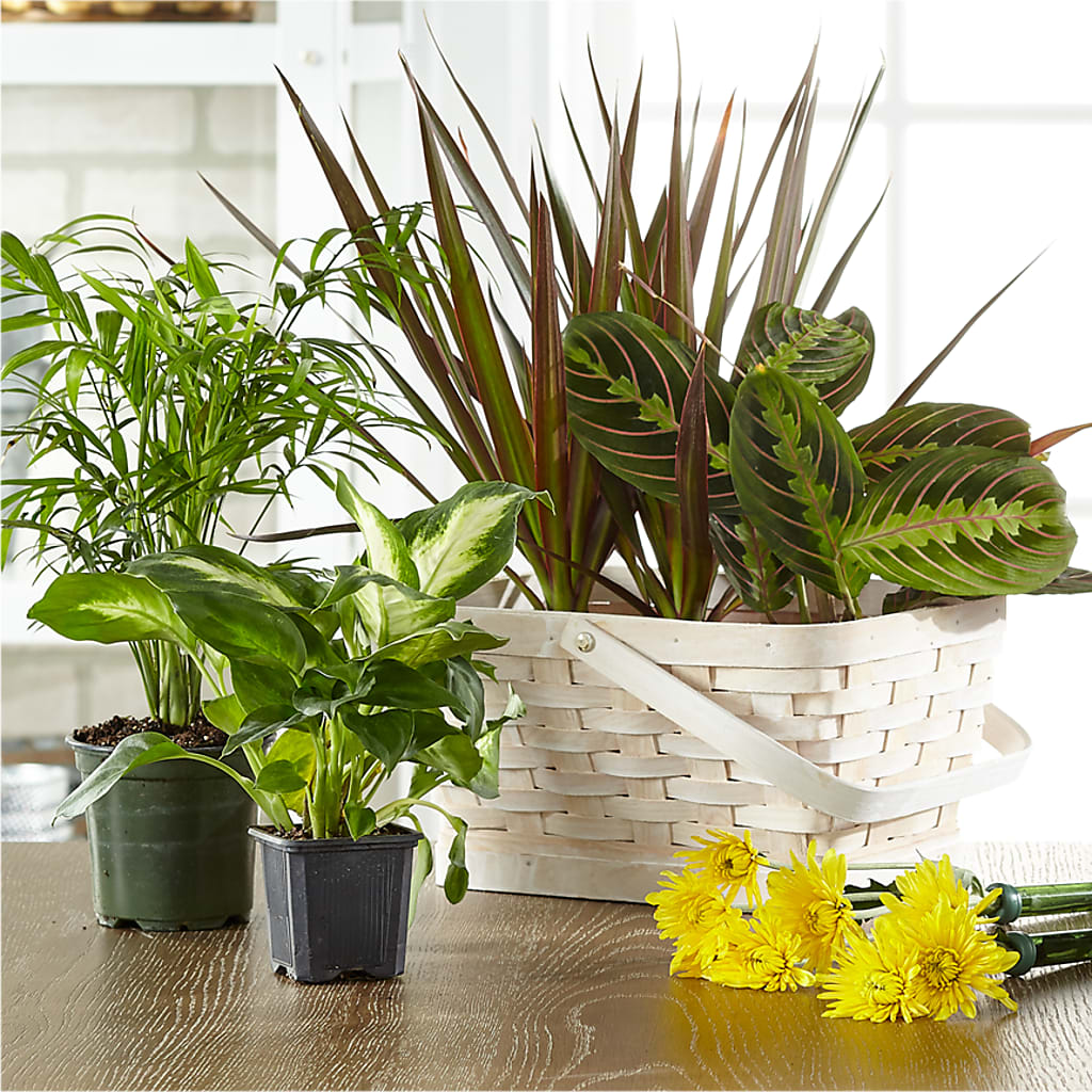 Florist Designed Blooming and Green Plants in a Basket –  Best Choice Floral And Landscape, Hortonville WI