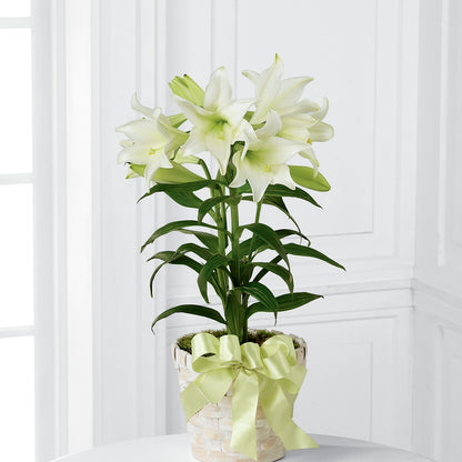 Easter Lily Plant –  Best Choice Floral And Landscape, Hortonville WI