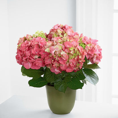 Pink Hydrangea Planter –  Best Choice Floral And Landscape, Hortonville WI