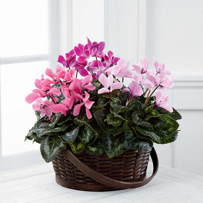 Mixed Cyclamen Planter –  Best Choice Floral And Landscape, Hortonville WI