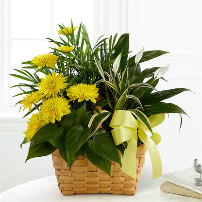 Loving Light Dishgarden –  Best Choice Floral And Landscape, Hortonville WI