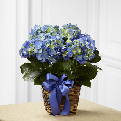 Blue Hydrangea Planter –  Best Choice Floral And Landscape, Hortonville WI