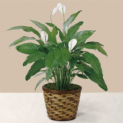 Tranquil Moments Peace Lily Plant –  Best Choice Floral And Landscape, Hortonville WI