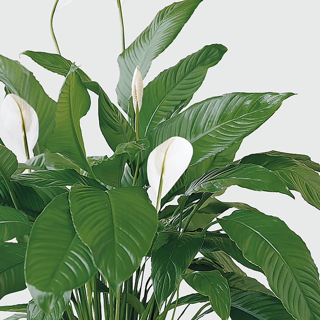 Tranquil Moments Peace Lily Plant –  Best Choice Floral And Landscape, Hortonville WI