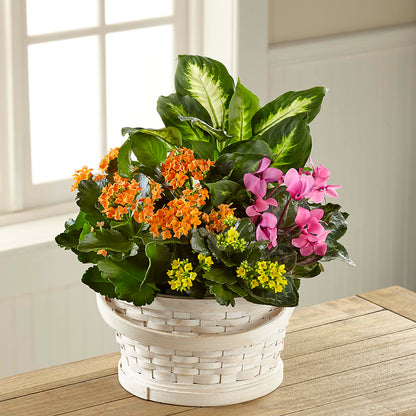 Color Crush Dishgarden –  Best Choice Floral And Landscape, Hortonville WI