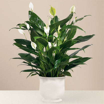 Comfort Planter –  Best Choice Floral And Landscape, Hortonville WI