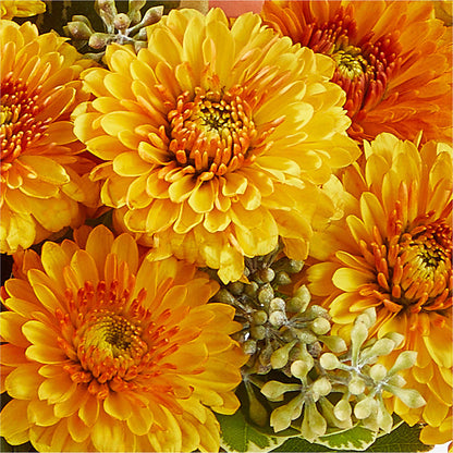 Peachy Pumpkin –  Best Choice Floral And Landscape, Hortonville WI