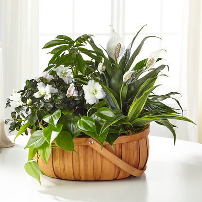 Serene Dishgarden –  Best Choice Floral And Landscape, Hortonville WI