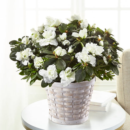 White Azalea Plant –  Best Choice Floral And Landscape, Hortonville WI