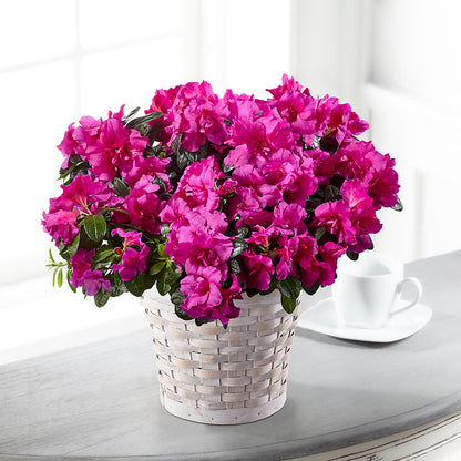 Hope & Serenity Azalea Plant –  Best Choice Floral And Landscape, Hortonville WI