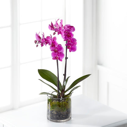 Pink Orchid Plant –  Best Choice Floral And Landscape, Hortonville WI