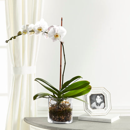 White Orchid Planter –  Best Choice Floral And Landscape, Hortonville WI