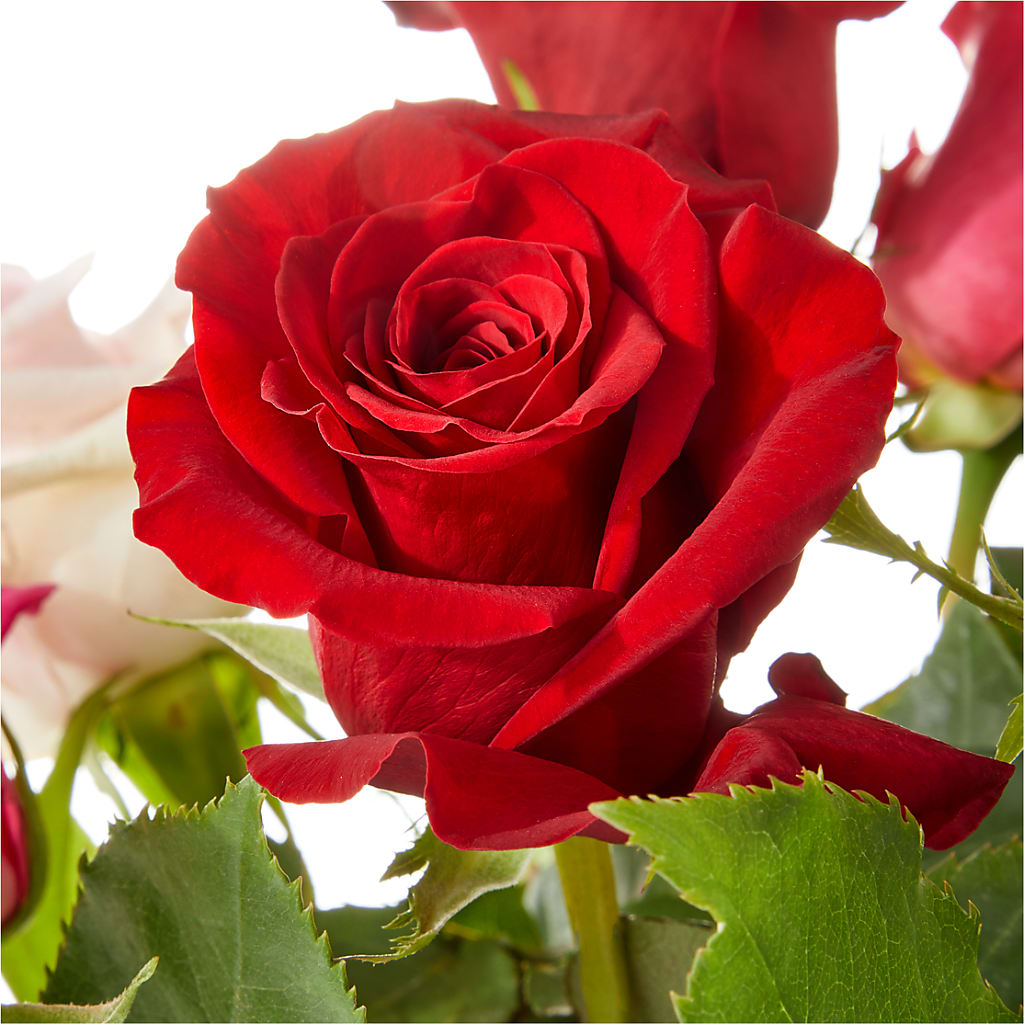 Love Notes Rose Bouquet –  Best Choice Floral And Landscape, Hortonville WI
